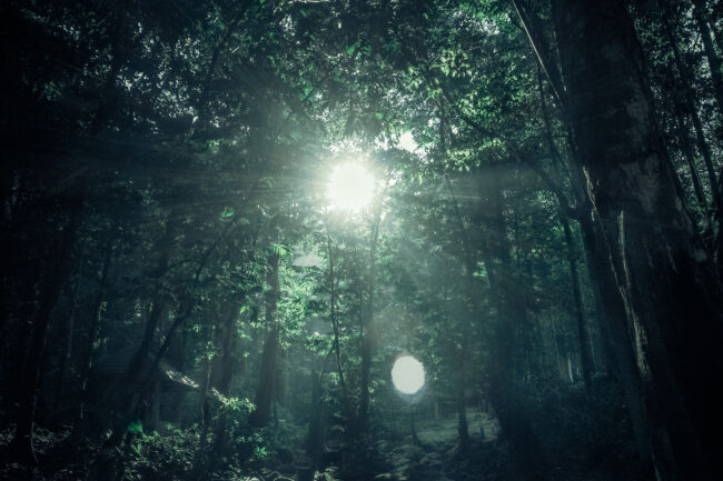 Noms-de-domaines–s-y-retrouver-dans-la-jungle-des-extensions Noms de domaines – s’y retrouver dans la jungle des extensions